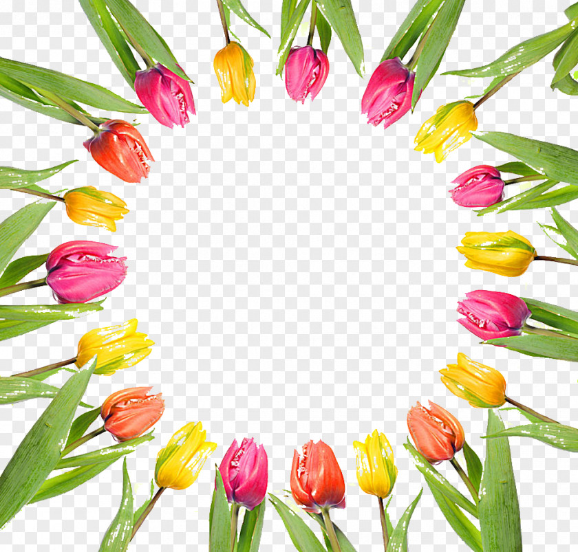 Tulip Picture Material Around International Womens Day Holiday Ansichtkaart Woman Daytime PNG