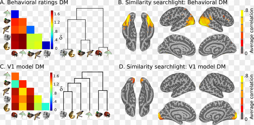 Brain Electroencephalography Functional Magnetic Resonance Imaging Analysis Research PNG