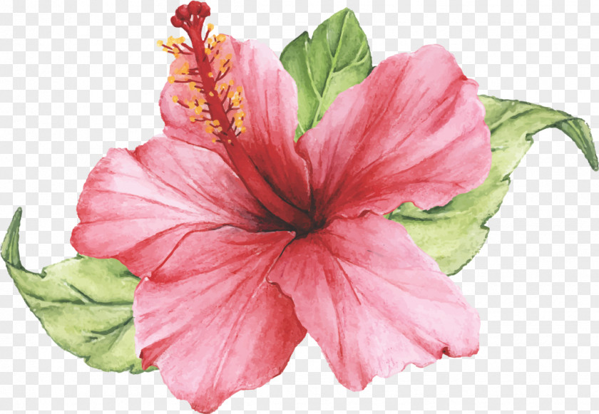 Chinese Hibiscus Plant Flower Petal Pink Hawaiian PNG