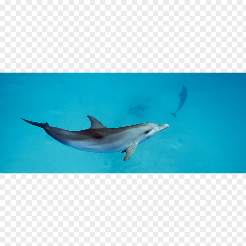 Exaggerated Movements Spinner Dolphin Common Bottlenose Short-beaked Wholphin Rough-toothed PNG