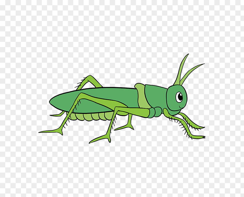 Grasshopper Insect Drawing Film Image PNG
