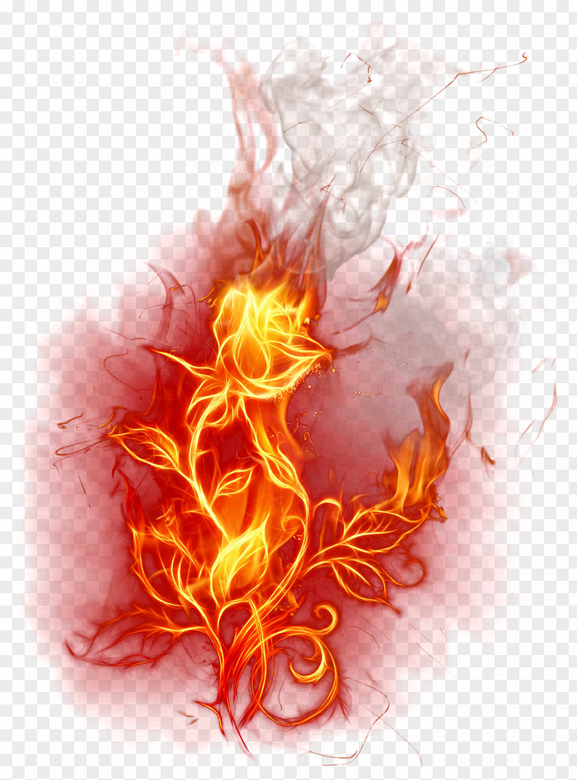 Burning Rose Flame Fire Combustion Wallpaper PNG