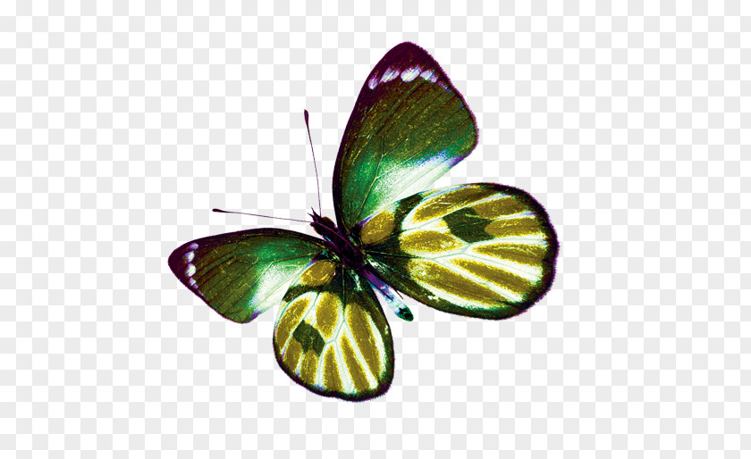 Golden Butterfly Gold PNG