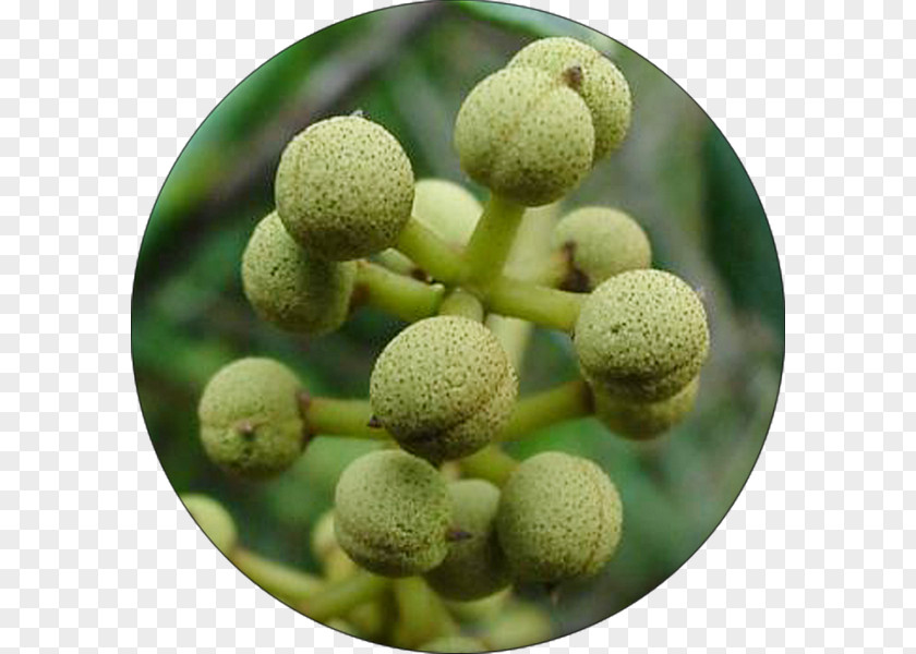 Macaranga Capensis Fruit Plant Redcurrant PNG