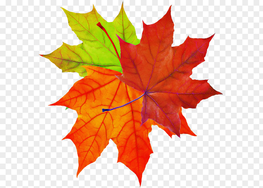 Maple Leaf PNG