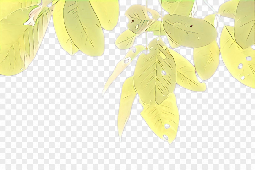 Tree Plant Feather PNG
