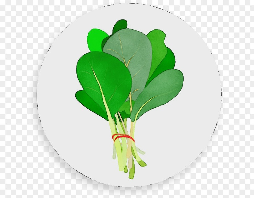 Anthurium Tulip Radish Green Flower Leaf Plant PNG