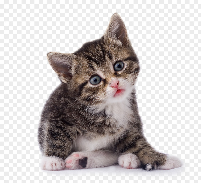 Kitten Tonkinese Cat Clip Art Psd PNG