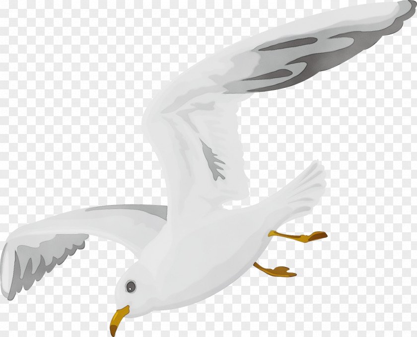 Feather PNG