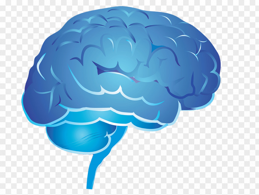 Human Brain Picture Psychology Learning Thought PNG