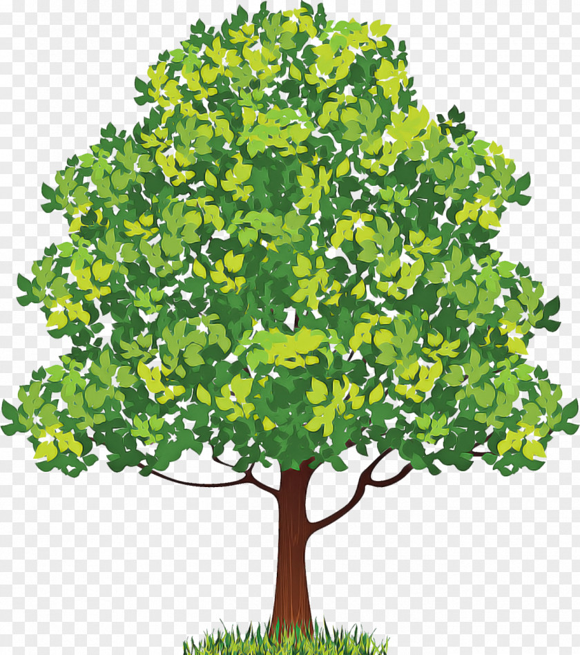 Neem Tree PNG