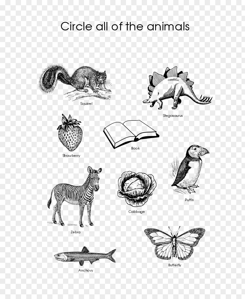 Anchovy Animal Cat Worksheet Horse Vertebrate PNG