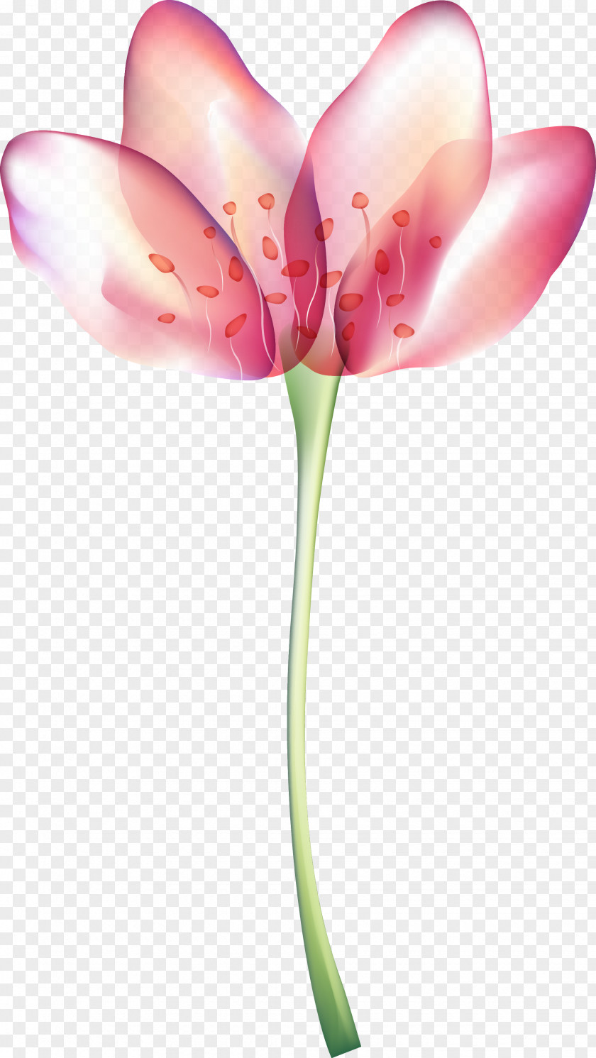 Lily Flower PNG