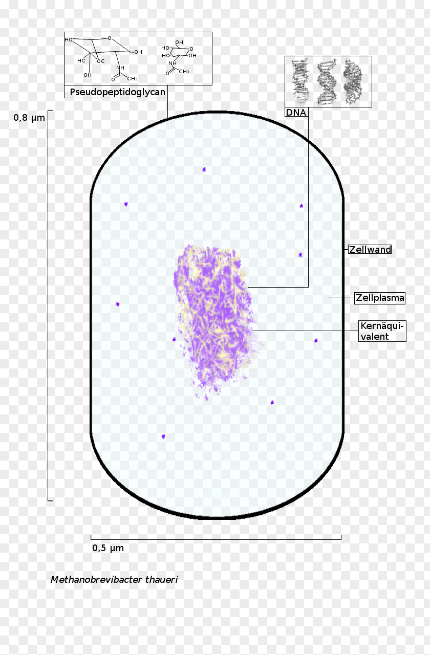 Methanobrevibacter Thaueri Archaeans Methanogen Wolinii PNG