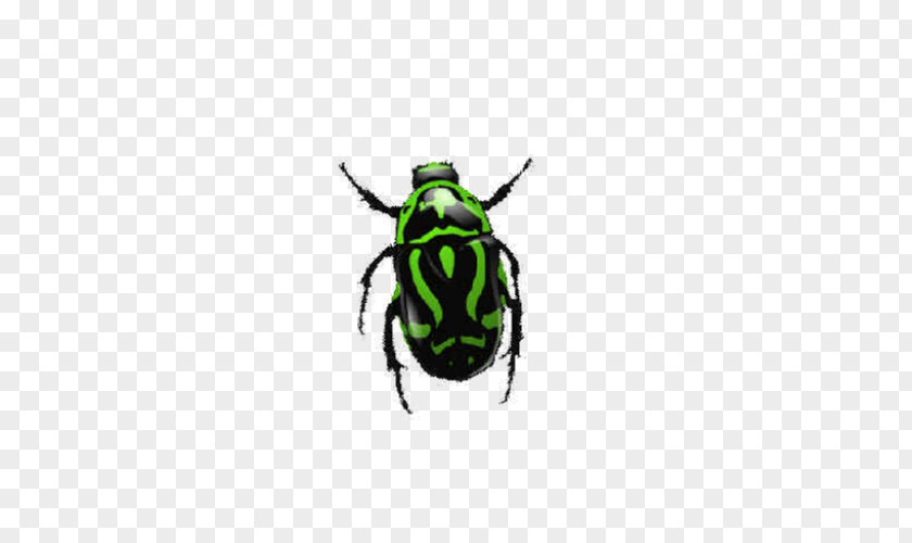 Mini Beetle Insect Icon PNG