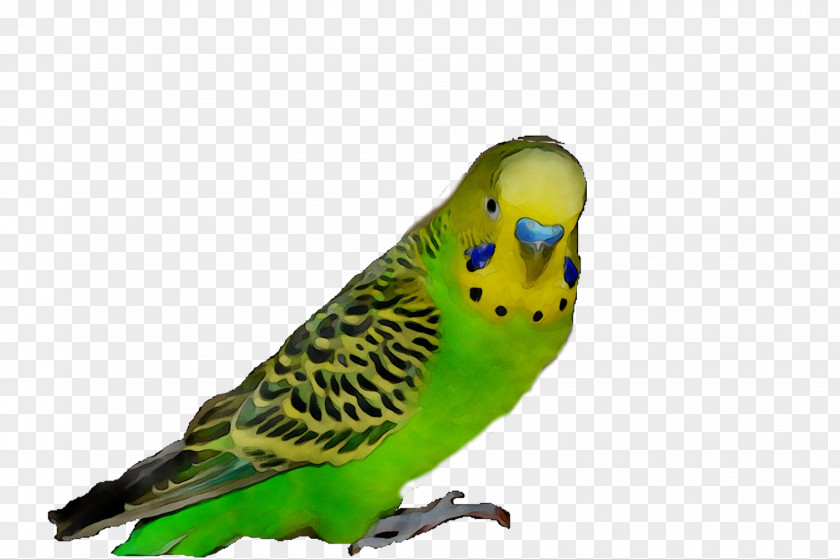 Parakeet Feather Pet Beak Fauna PNG