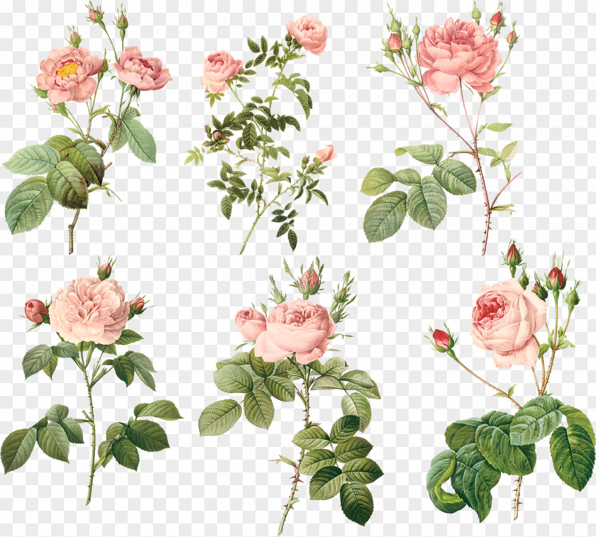 Pink Flowers Garden Roses Centifolia MacBook Air Floral Design Flowerpot PNG