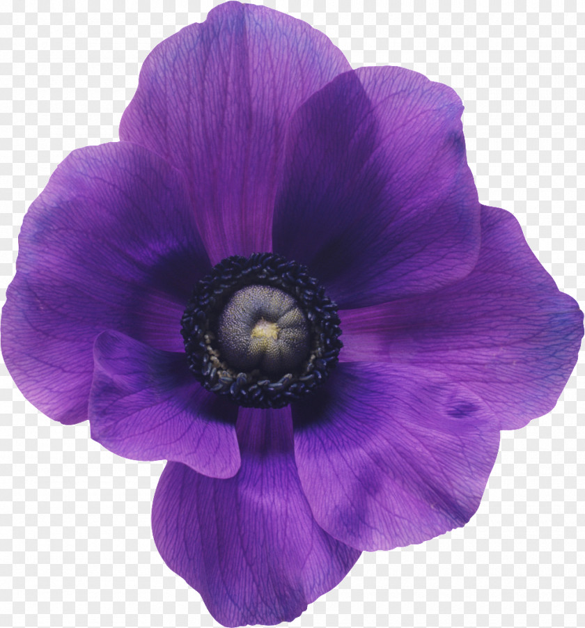 Purple Flowers Anemone Coronaria Flower Bouquet Violet PNG