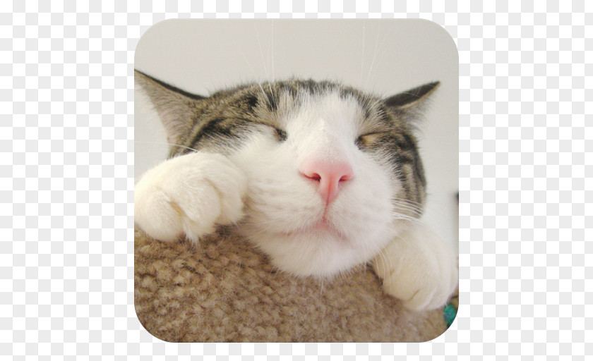 Cat CATS: Crash Arena Turbo Stars Felidae Wildcat Desktop Wallpaper PNG
