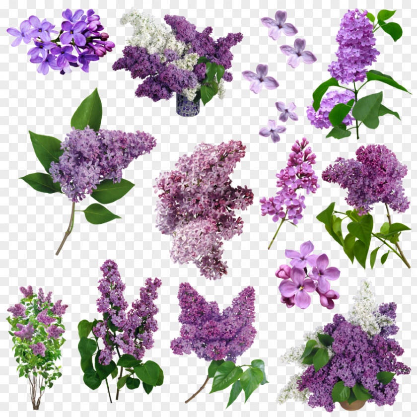 FLORES Lilac Flower Purple Violet PNG