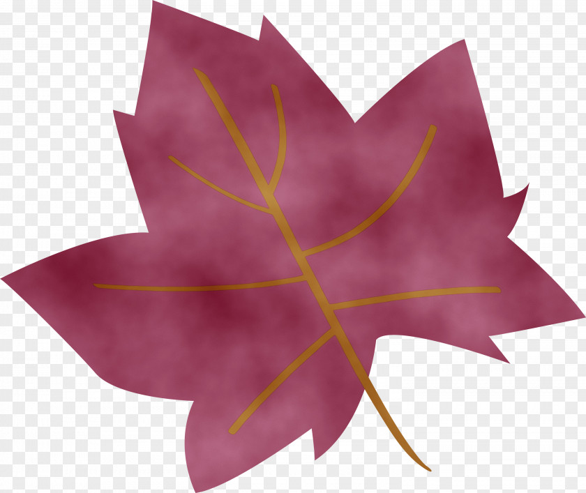 Maple Leaf PNG