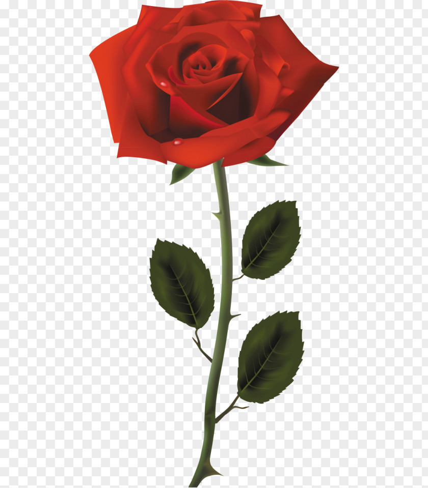 Rose Clip Art Openclipart Image Red PNG