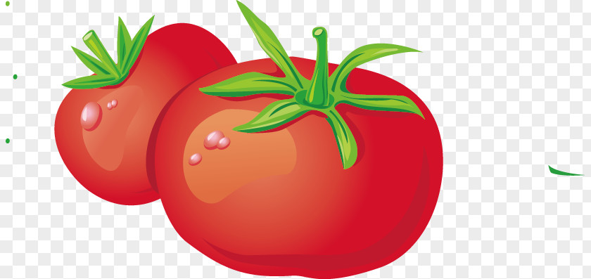 Tomato Vegetable Fruit Vecteur PNG