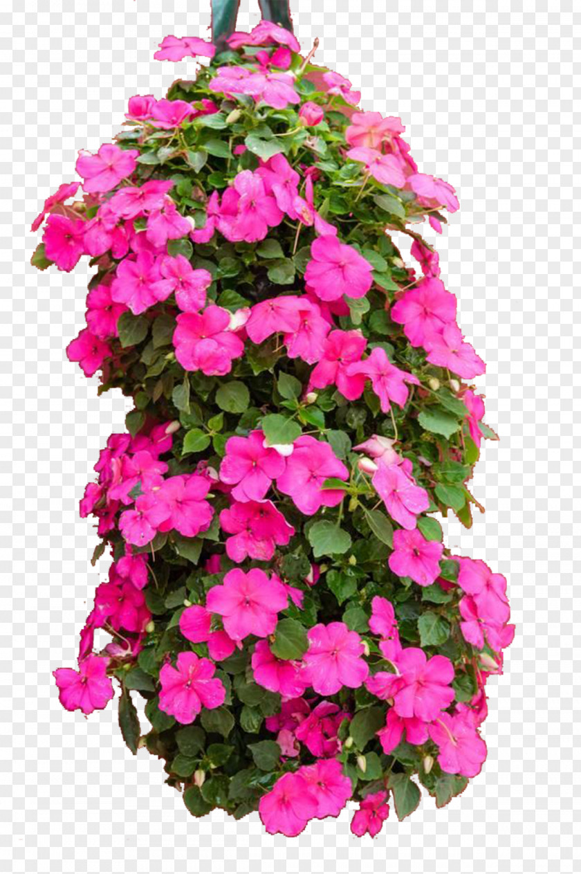 Beautiful Impatiens Plants Walleriana Balsamina Stock Photography PNG