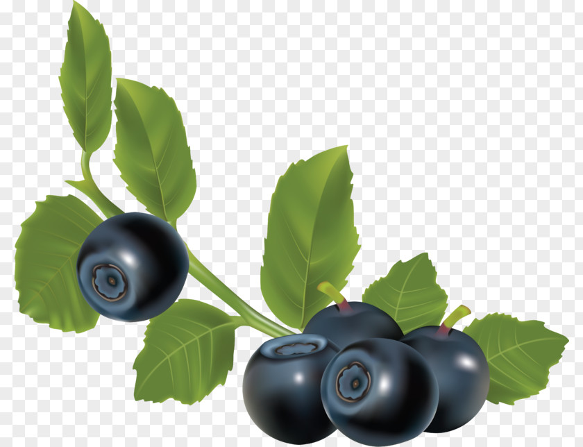 Blueberry Clip Art PNG