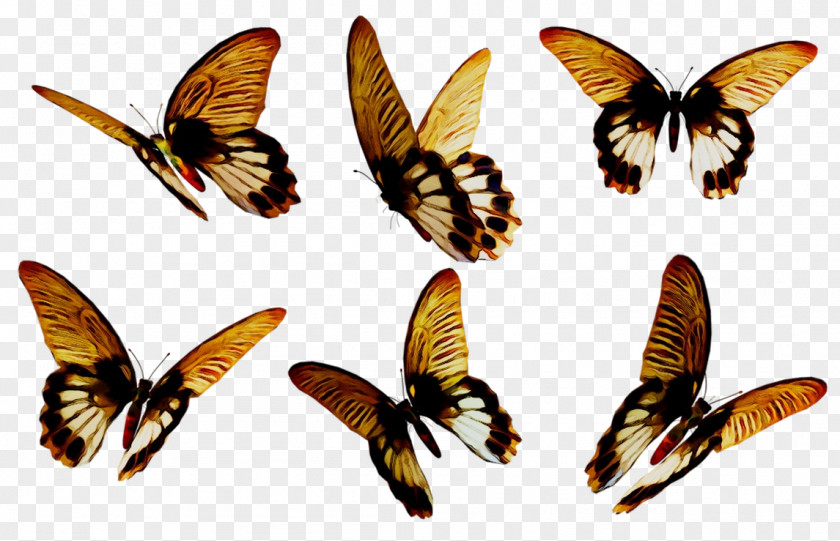 Brush-footed Butterflies Moth Insect Fauna Membrane PNG