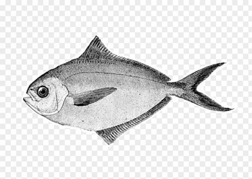 Fish American Butterfish Pampus Argenteus Products Horizontal Plane PNG