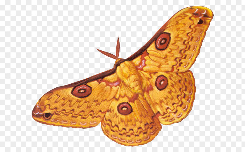 Kelebek Moth Soul Immortality Symbol Author PNG