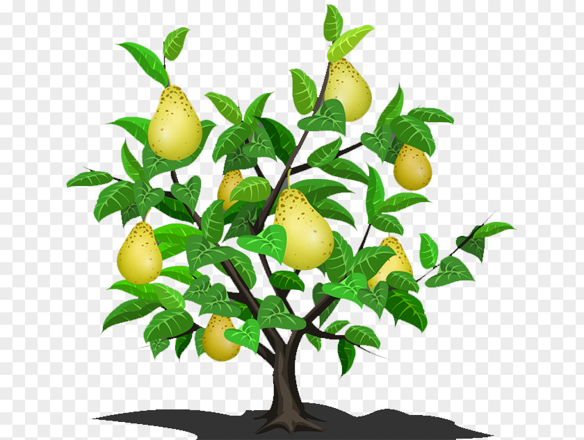 Pear Asian Lemon Fruit Tree PNG