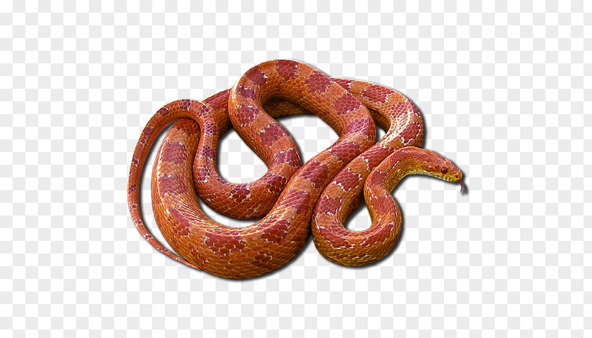 Snale Boa Constrictor Kingsnakes PNG