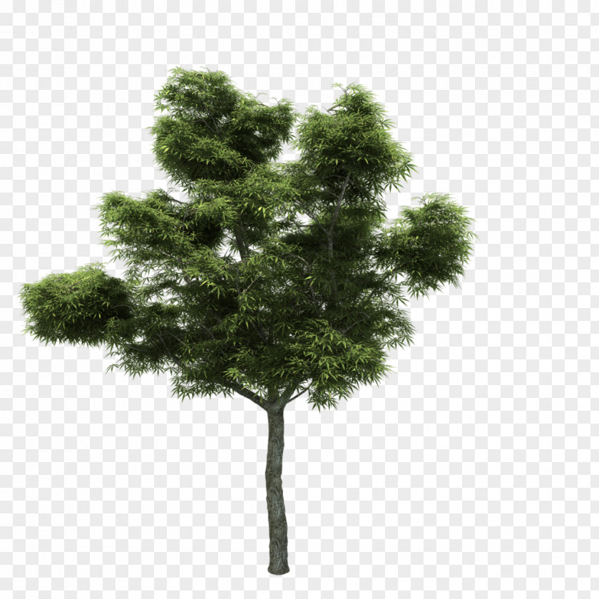 Tree Wood Termy Maltańskie FurniFlor PNG