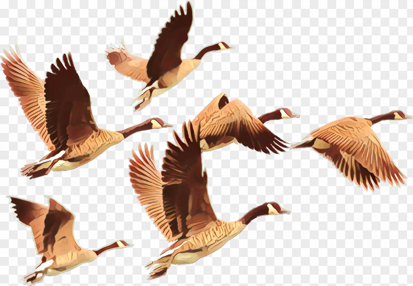 Wing Flock Bird Canada Goose Migration Water Animal PNG