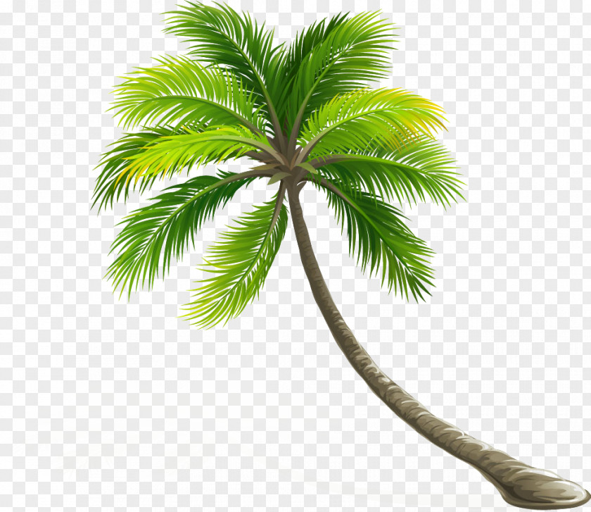 Coconut Tree Arecaceae Leaf PNG