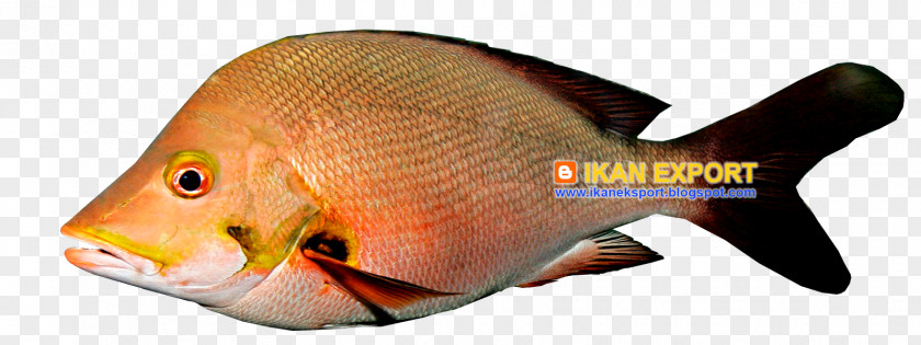 Fish White Meat Fillet Coral Trout PNG