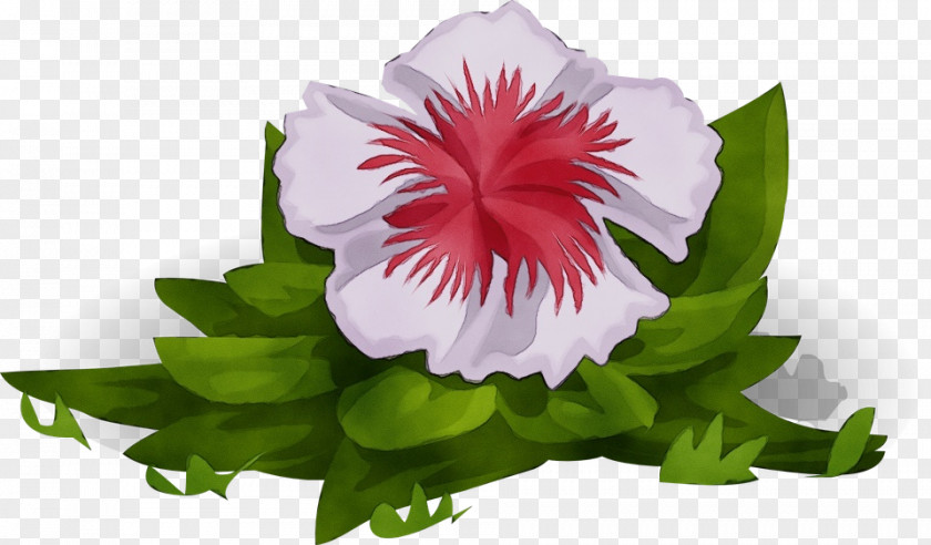 Flower Petal Plant Pink Morning Glory PNG