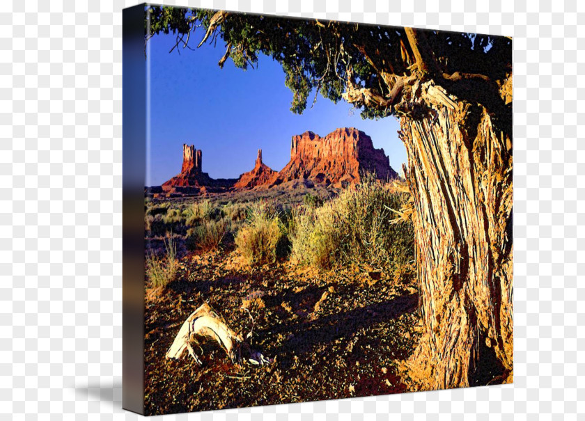 Monument Valley Gallery Wrap Four Trees Canvas Picture Frames Art PNG