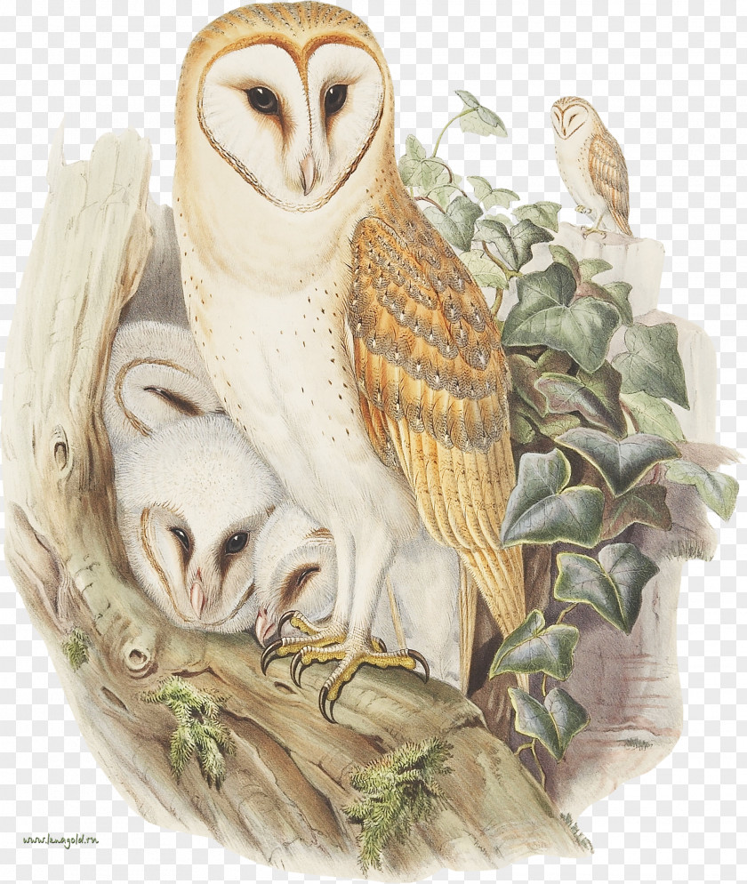 Owls Owl The Birds Of Australia John Gould's Great Britain PNG