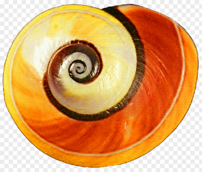 Snail Gastropod Shell Yellow Land Orange PNG