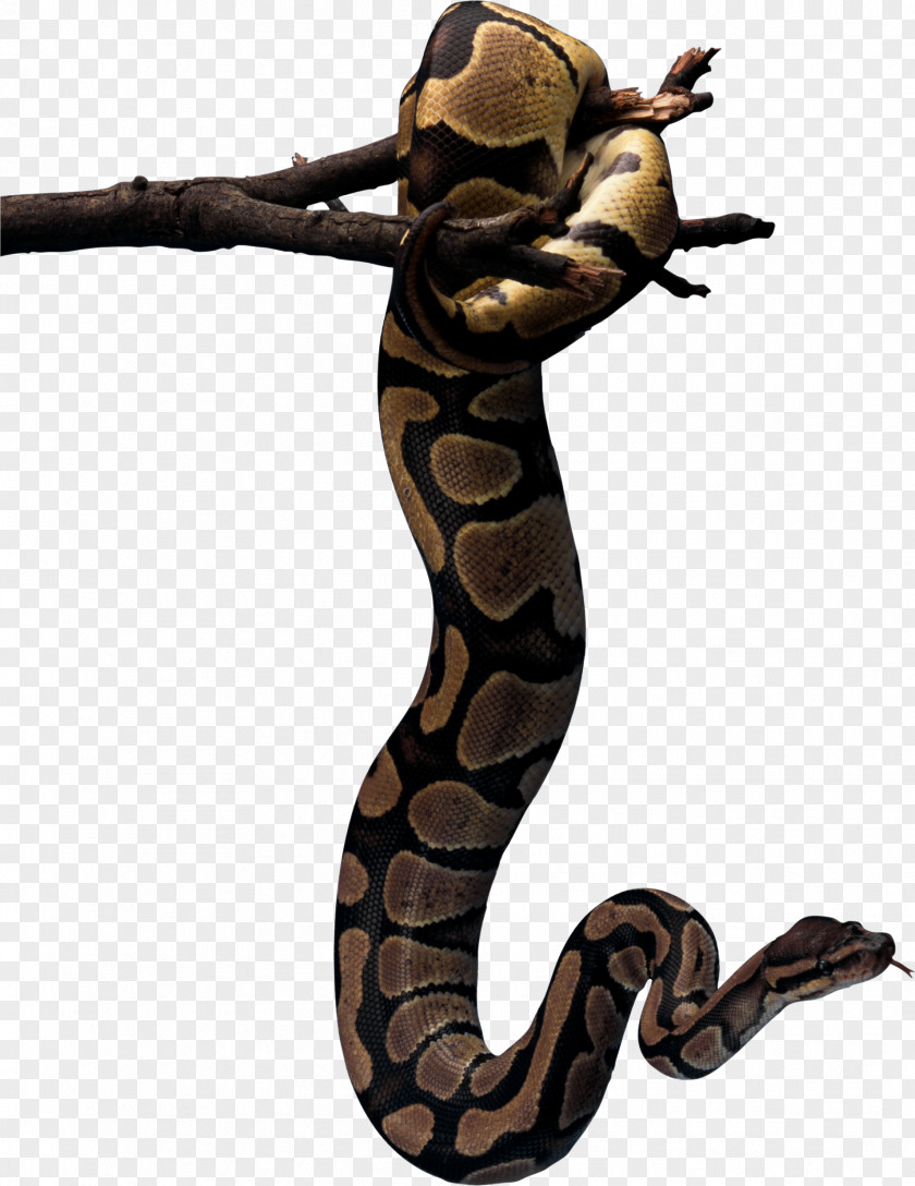 Snake Reptile Snakebite African Rock Python Ophidiophobia PNG