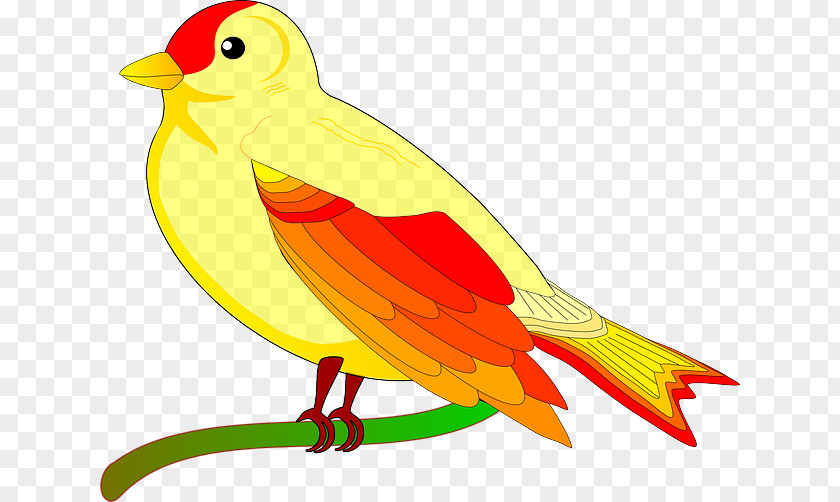 Bird Cartoon Columbidae Clip Art PNG