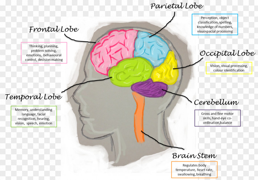 Brain Function Lobes Of The Human Frontal Lobe PNG