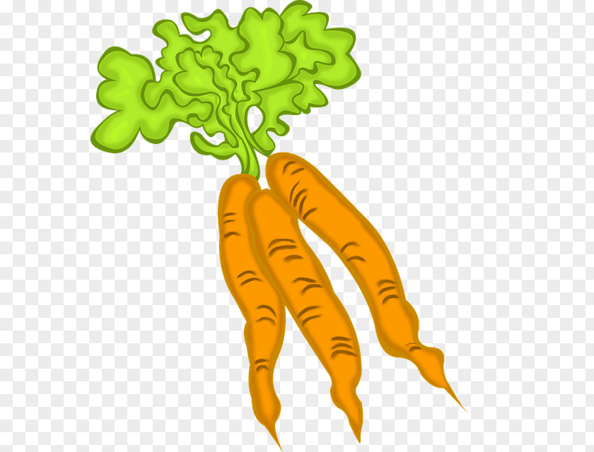 Carrot Food Leaf Vegetable Vegetarian Cuisine PNG