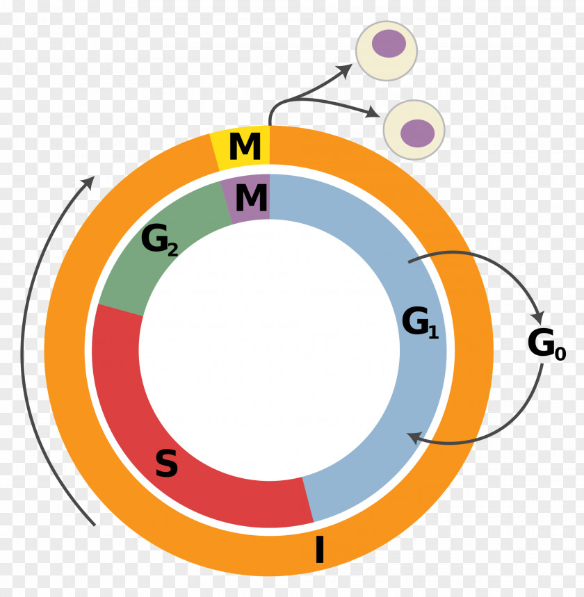 Cell Cycle Division Interphase Mitosis PNG