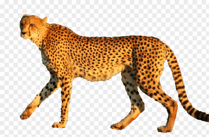 Cheetah Leopard Jaguar Animal Cat PNG