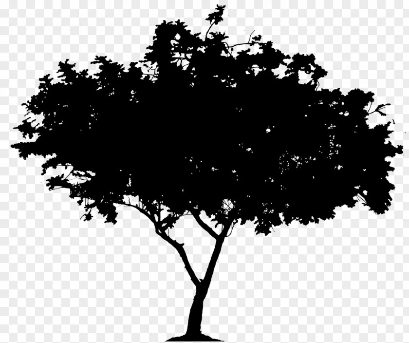 Clip Art Silhouette Tree Image PNG