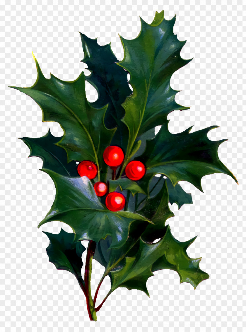 Hollyleaf Cherry Tree Christmas Holly Ilex PNG